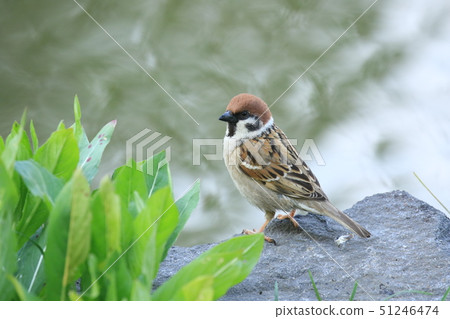 Sparrow 51246474