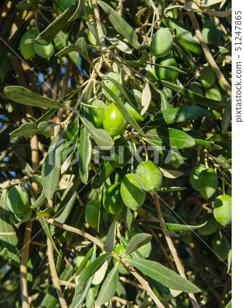 Branch with green Greek olives 51247865