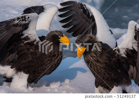 Shiretoko winter Shiretoko winter 51249137