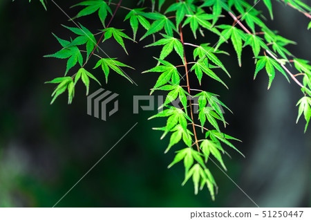 Spring maple 51250447