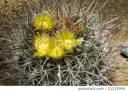 Cactus (Chachigashira) flower Cactus (Chachigashira) flower 51255984