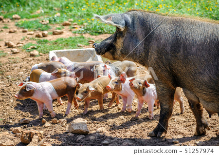 Spanish iberico sow pig with young piglets 51257974