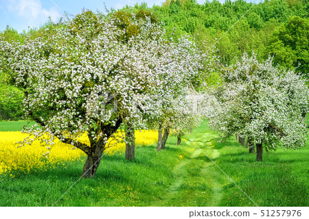 Blooming white apple tree alley 51257976