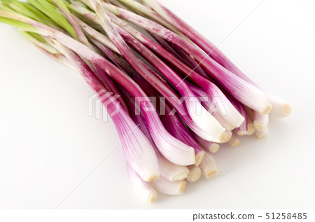Rachyou(紅悅) Rachyou(紅悅) 51258485