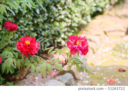 Peony flower Peony flower 51263722