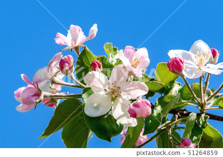 [Aomori Tsugaru] apple blossoms in the apple orchard are in full bloom 51264859