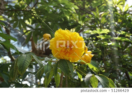 巴西玫瑰,雙花 巴西玫瑰,雙花 51266429