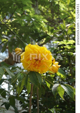 巴西玫瑰,雙花 巴西玫瑰,雙花 51266431