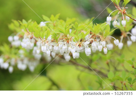 Dudedzia flower Dudedzia flower 51267355