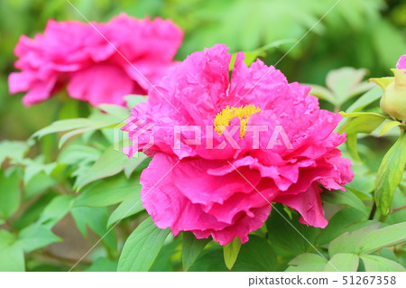 Peony flower Peony flower 51267358