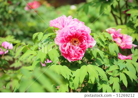 牡丹花 51269212
