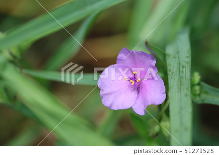 Early summer purple (purple dew) 51271528