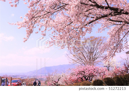 櫻花和桃花(山梨縣)的風景 櫻花和桃花(山梨縣)的風景 51272213