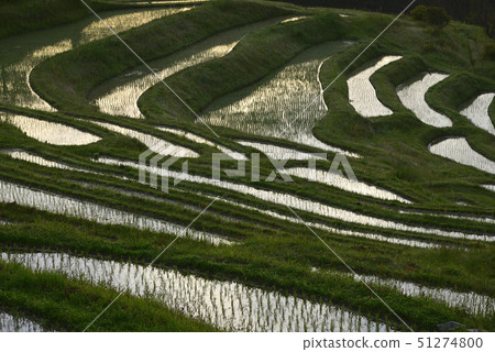 早上的Oyama Senmaida [千葉縣鴨川市]種植水稻後立即 51274800