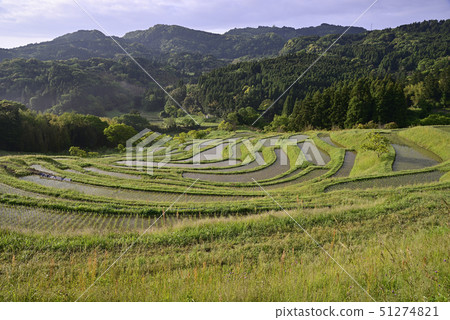 Oyama Senmaida in the morning [Kamogawa City, Chiba Prefecture] Immediately after planting rice 51274821
