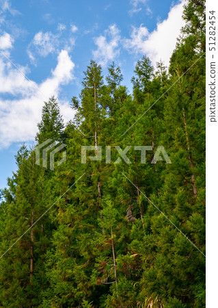 Taiwanese Nanping Cingjing Farm Plant 51282454