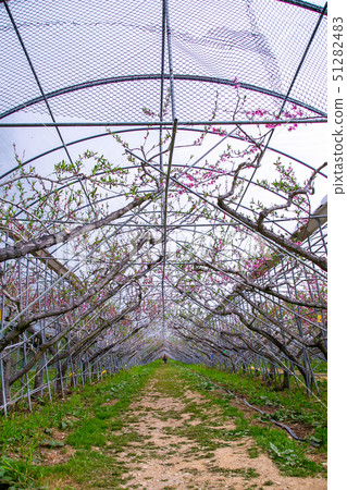 臺灣南投清境農場植物Asia Taiwan Cingjing Farm Plant 51282483