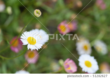 Pelapela Yomena 51282627