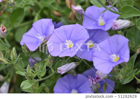 Convolburth Sabatius Convolburth Sabatius 51282629