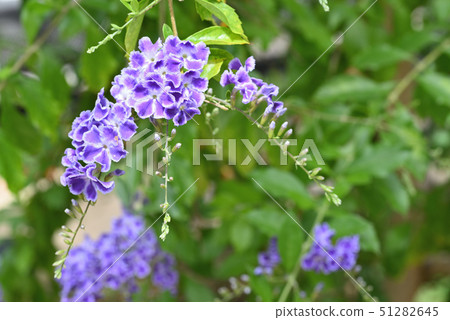 杜蘭塔（寶塚） 51282645