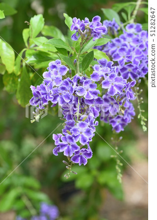 杜蘭塔（寶塚） 51282647