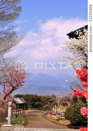 桃花盛開的風景 51285906