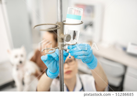 Vet wearing blue gloves preparing drop bottle for dog Vet wearing blue gloves preparing drop bottle for dog 51286685