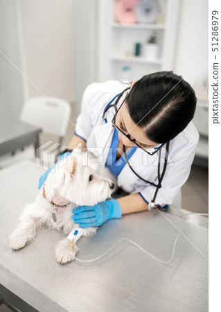 Dark-haired vet taking care of dog having vitamin drip Dark-haired vet taking care of dog having vitamin drip 51286979