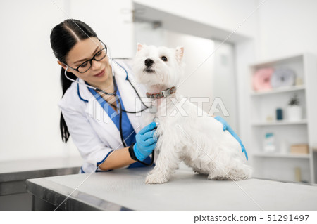 Little white dog sitting calm during the examination of vet 51291497