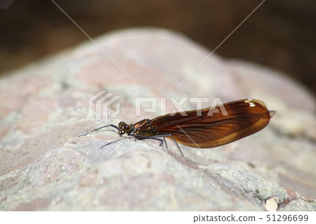 Miyama Kawatombo Miyama Kawatombo 51296699
