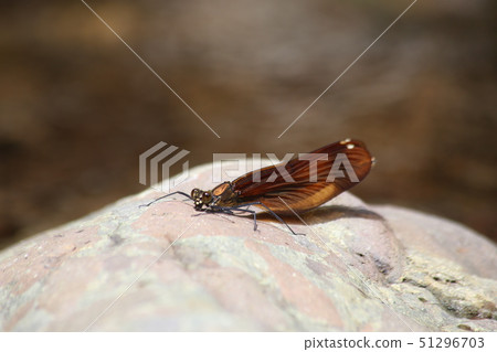 Miyama Kawatombo Miyama Kawatombo 51296703