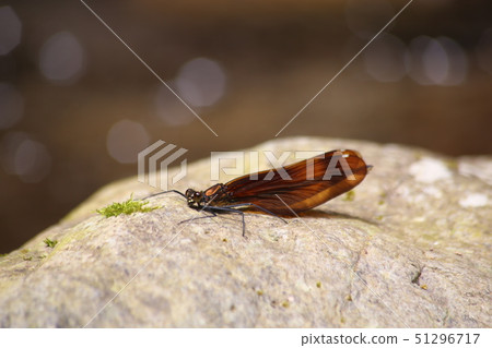 Miyama Kawatombo 51296717