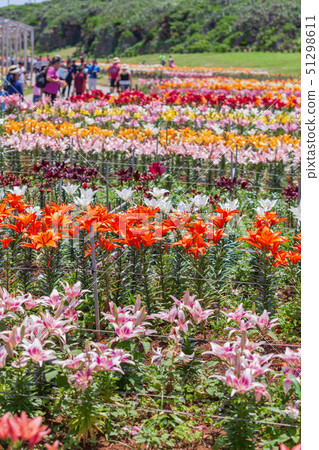 即島嶼百合節 51298611