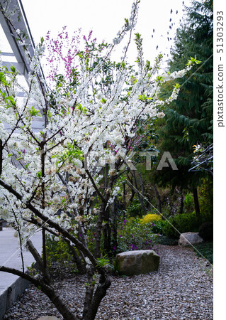 Taiwanese Nanping Cingjing Farm Plant 51303293