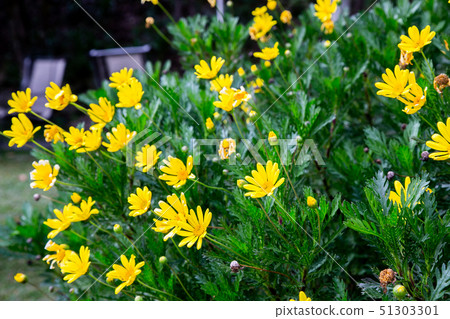 臺灣南投清境農場植物Asia Taiwan Cingjing Farm Plant 51303301