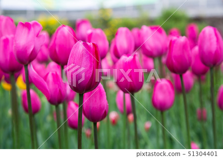 臺灣南投清境農場植物Asia Taiwan Cingjing Farm Plant 臺灣南投清境農場植物Asia Taiwan Cingjing Farm Plant 51304401