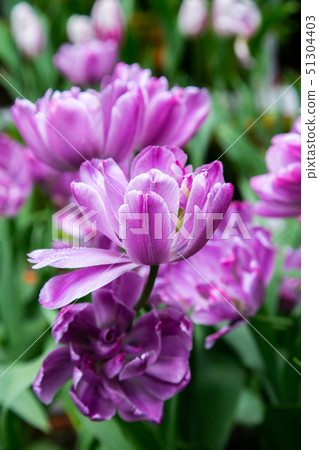 Taiwanese Nanping Cingjing Farm Plant 51304403