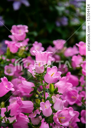 臺灣南投清境農場植物Asia Taiwan Cingjing Farm Plant 51304414