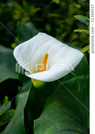 Taiwanese Nanping Cingjing Farm Plant 51304417