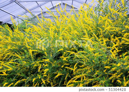 Taiwanese Nanping Cingjing Farm Plant 51304428