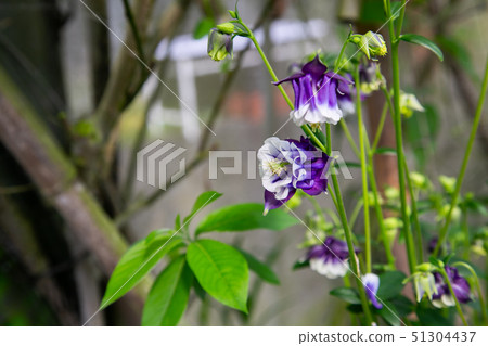 Taiwanese Nanping Cingjing Farm Plant 51304437