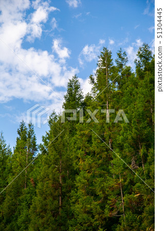 Taiwanese Nanping Cingjing Farm Plant Taiwanese Nanping Cingjing Farm Plant 51304445