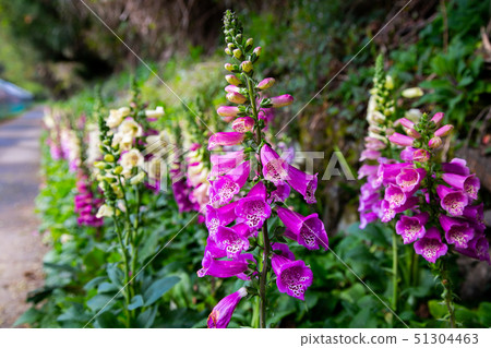 Taiwanese Nanping Cingjing Farm Plant 51304463