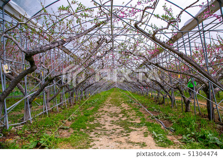 Taiwanese Nanping Cingjing Farm Plant 51304474