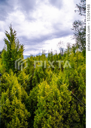 Taiwanese Nanping Cingjing Farm Plant 51304486