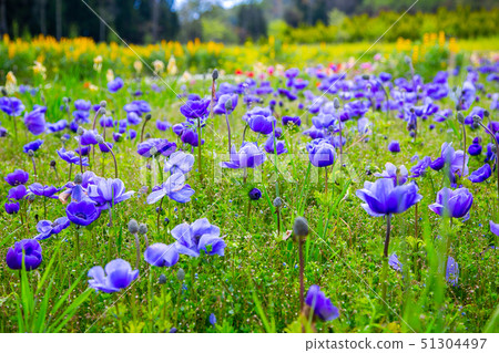 臺灣南投清境農場植物Asia Taiwan Cingjing Farm Plant 51304497