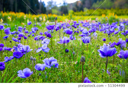 臺灣南投清境農場植物Asia Taiwan Cingjing Farm Plant 臺灣南投清境農場植物Asia Taiwan Cingjing Farm Plant 51304499