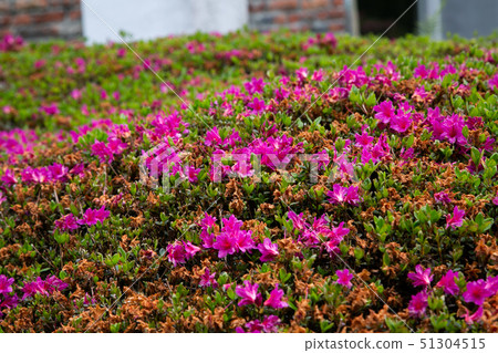 Taiwanese Nanping Cingjing Farm Plant Taiwanese Nanping Cingjing Farm Plant 51304515