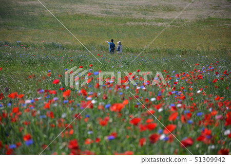 Poppy blooming meadow and couple 2 (Takamatsu City, Kagawa Prefecture) 51309942