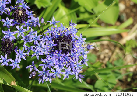 席勒·貝爾比亞納(Schiller Belbiana)開始綻放 席勒·貝爾比亞納(Schiller Belbiana)開始綻放 51311655